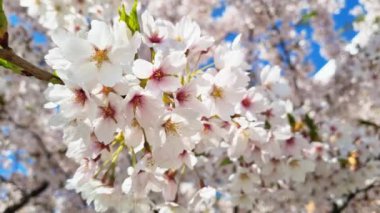 Baharda bahçede güzel bir kiraz dalı açar.