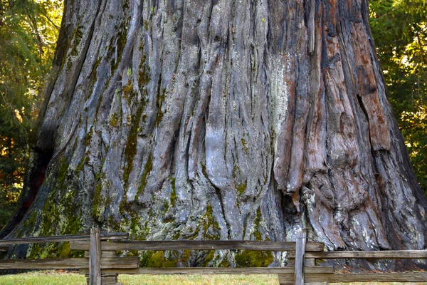 Close Grande Tronco Sequoia Madeira Natural — Fotografia de Stock