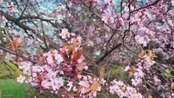 Flores Cerejeira Flores Ameixa Jardim Dia Primavera Ensolarado — Vídeo de Stock
