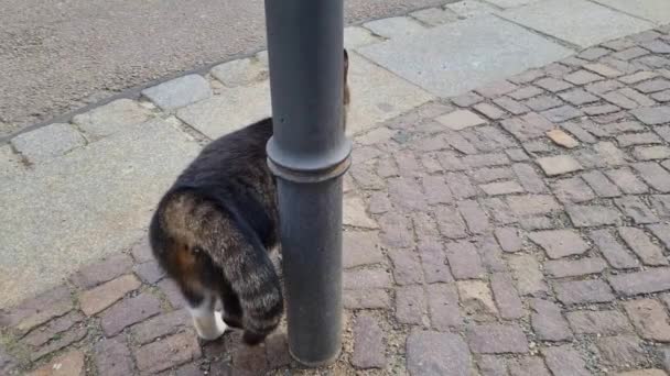 Pisica Oraşului Freacă Lângă Poştă Îşi Flutură Coada — Videoclip de stoc
