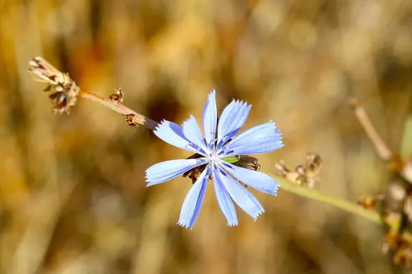 Κοντινό Πλάνο Ενός Ανθισμένου Μπλε Λουλουδιού Ανθισμένου Ανθισμένου — Φωτογραφία Αρχείου