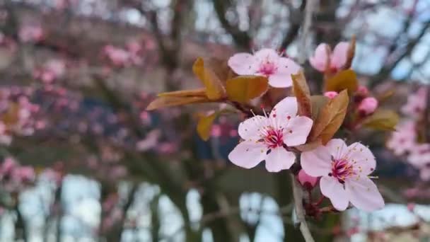 정원에서 피어나는 벚나무가지에 가까이 — 비디오