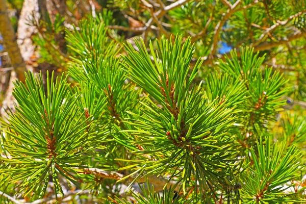 トウヒ又は松の緑の長い針のクローズアップ — ストック写真