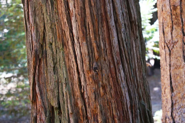 Veduta Una Grande Sequoia Nel Bosco — Foto Stock