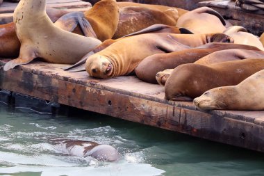 Sea lions lies on a wooden pier