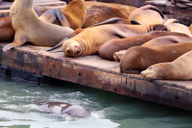 Sea lions lies on a wooden pier clipart