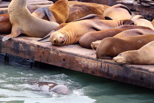 Sea Lions Lies Wooden Pier Jogdíjmentes Stock Képek
