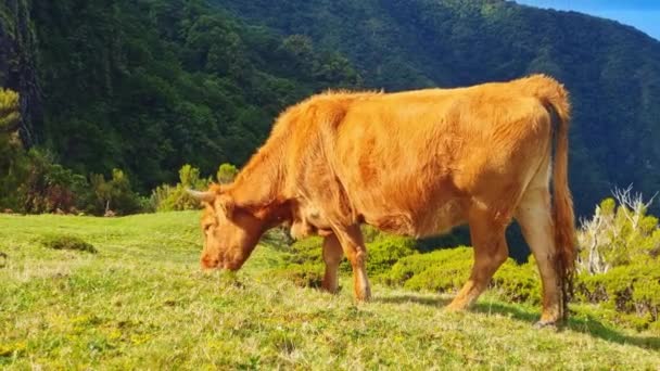 Vaca Come Erva Verde Montanha Animais Estimação Gado Leite Vaca — Vídeo de Stock
