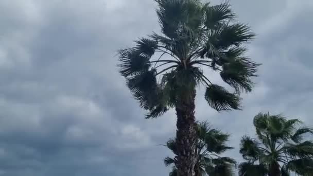 Palmy Kołyszą Się Wietrze Ciemne Niebo Nadchodzi Huragan Zła Pogoda — Wideo stockowe