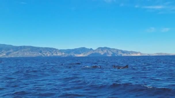 イルカの群れが島を背景に海を泳いでいる 賢い動物たち イルカたち ドルフィンフィンは表面の水から見える — ストック動画