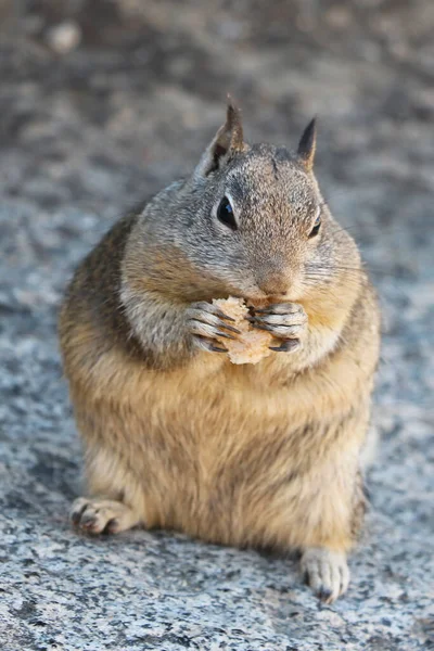 一只漂亮的灰松鼠手里拿着食物 — 图库照片