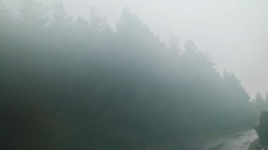 Sürücü arabasından sisli, gizemli, ıslak bir orman.