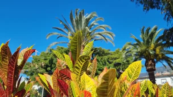 Tło Wykonane Jest Zielonych Tropikalnych Roślin Palm — Wideo stockowe