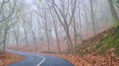 Ormanda ıslak bir sonbahar yolu boyunca bir araba sürüyor.