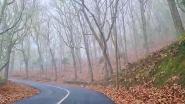 森の中の濡れた秋の道を車が運転している — ストック動画