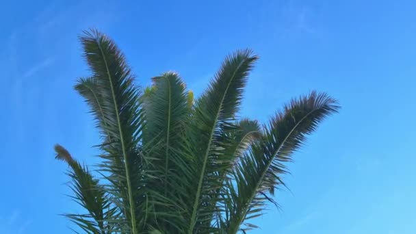 Młoda Zielona Palma Przeciw Błękitnemu Niebu — Wideo stockowe