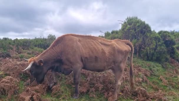 Μια Λεπτή Αγελάδα Τρώει Γρασίδι Γεωργία — Αρχείο Βίντεο