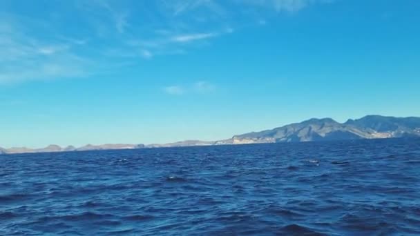 Δελφίνια Πτερύγια Εμφανίζονται Από Νερά Του Ωκεανού Άγρια Ζωή — Αρχείο Βίντεο