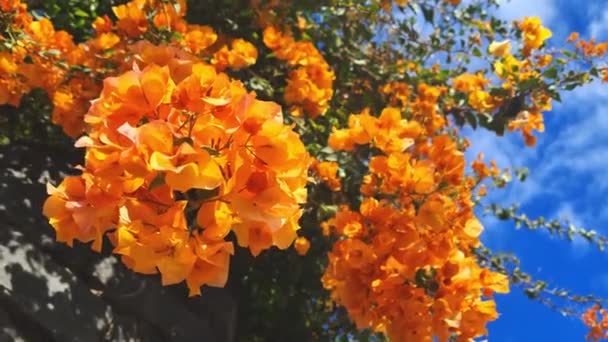 Młode Kwitnące Ogrody Słoneczny Dzień — Wideo stockowe