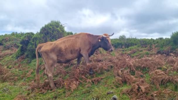 小さな薄い牛が緑の草を食べる — ストック動画