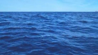 Yunuslar Atlantik Okyanusu 'nun sularından çıkar.