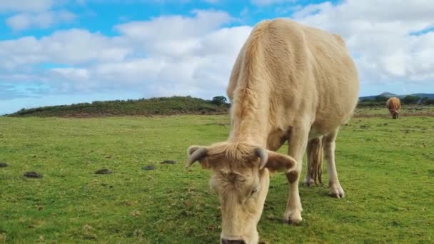 Les Vaches Marchent Sur Une Prairie Verte Mangent Herbe Verte — Video