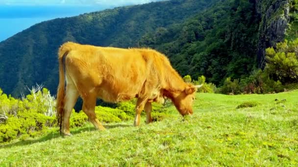 山の向こうにある美しい赤い牛が草を食べる — ストック動画