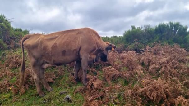 Uma Vaca Vermelha Fina Come Grama Verde Nas Montanhas — Vídeo de Stock