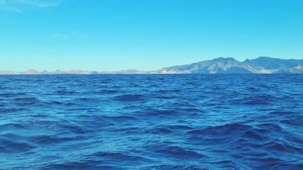 Delfíni Plavou Atlantském Oceánu Příroda Wild — Stock video