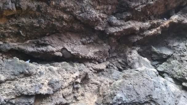 Vista Das Formações Rochosas Ninhos Pássaros Nas Rochas — Vídeo de Stock