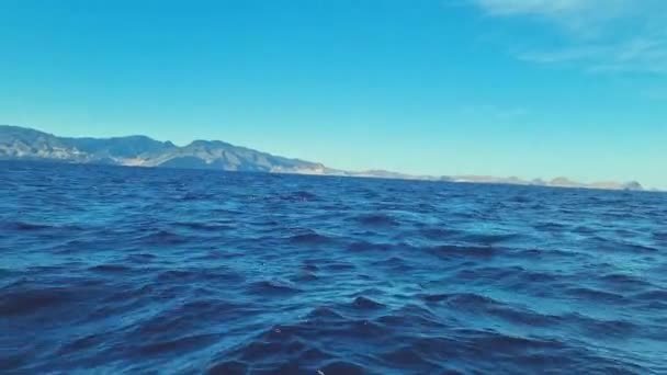 Delfiny Wyskakują Wody Stado Delfinów Pływa Oceanie Lub Morzu Dzika — Wideo stockowe