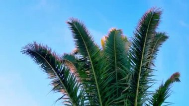 Tropikal iklimde genç yeşil bir palmiye ağacı manzarası