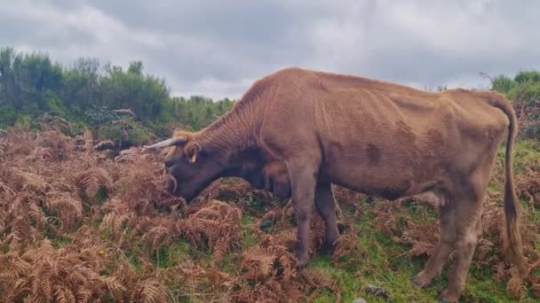 在马德拉岛上 一头奶牛吃着绿草 — 图库视频影像