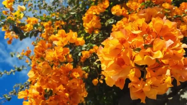 Żółte Kwitnące Ogrody Bougainvillea Słoneczny Jasny Dzień — Wideo stockowe