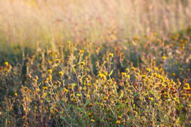 Gün batımında küçük tarla bitkileri ve çiçekler. Tarım. Etnosbilimi