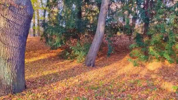 Осенний Пейзаж Листья Падают Дерева Землю — стоковое видео