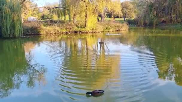 野生のカモが湖で泳ぐ — ストック動画