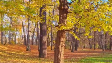 Sonbahar ormanı ya da parkın güzel manzarası. Yapraklar ağaçlardan yere düşer.