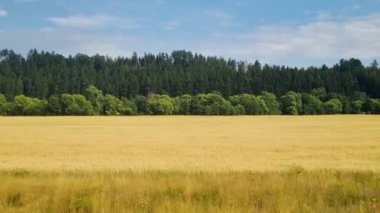 Hareket halindeki bir trenin penceresinden orman ve tarlanın manzarası