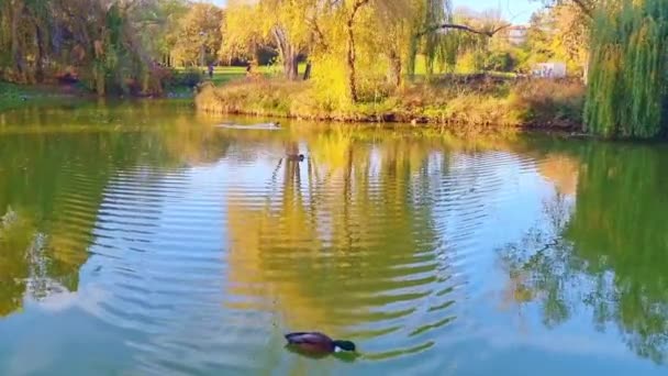 Blick Auf Wildenten Die Auf Dem Teich Schwimmen — Stockvideo