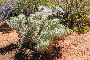 Arizona 'da bir parkta vahşi kaktüs manzarası
