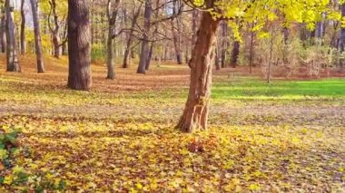 Sonbahar parkında güneşli bir günde güzel bir ışık.