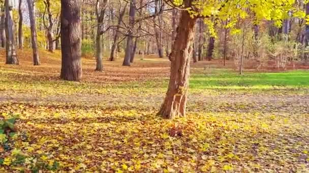 Piękne Światło Słoneczny Dzień Jesiennym Parku — Wideo stockowe
