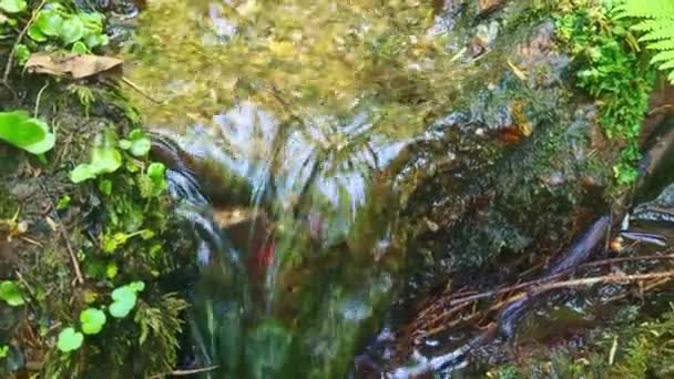 Ein Kleiner Bach Fließt Wald Hinunter — Stockvideo