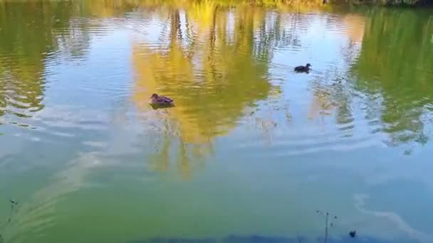 Άγριες Πάπιες Κολυμπούν Μια Μικρή Λίμνη Στο Πάρκο — Αρχείο Βίντεο