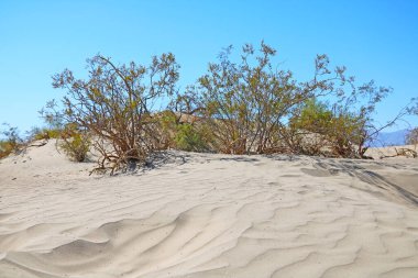 Çöl manzarası ve küçük yeşil çalılar.