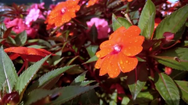 Квітучі Квіти Краплями Води Саду Сонячний День — стокове відео