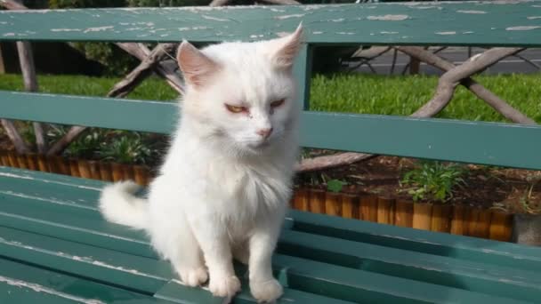 Άποψη Μιας Άστεγης Λευκής Γάτας Ένα Παγκάκι Προβλήματα Αστέγων Ζώων — Αρχείο Βίντεο