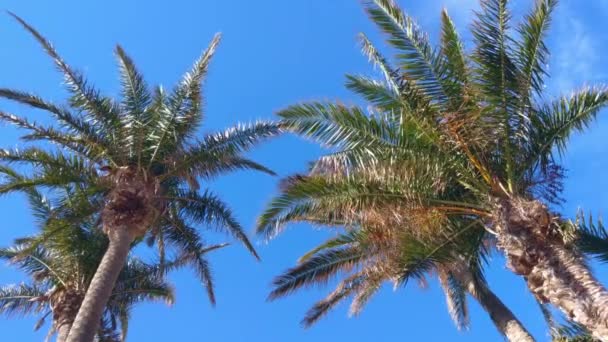碧绿美丽的棕榈树映衬着蓝天 在岛上度假 热带气候 — 图库视频影像