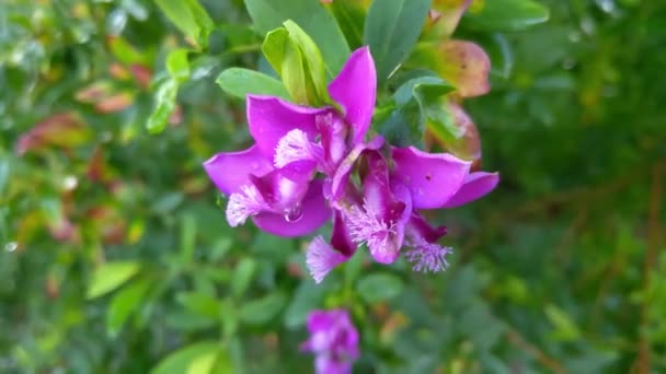 Яскраво Фіолетова Квітка Цвіте Саду — стокове відео